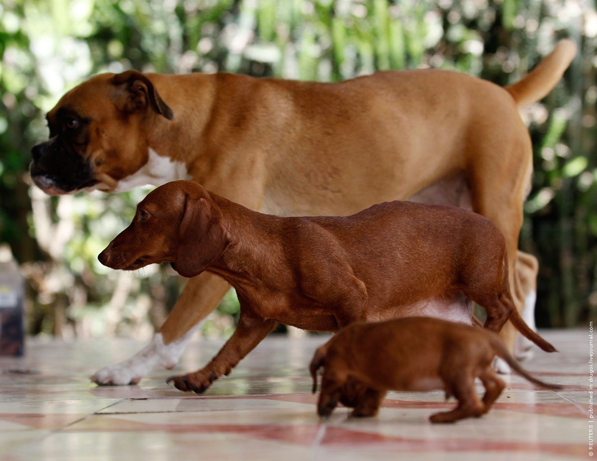 Питбуль и лабрадор метис