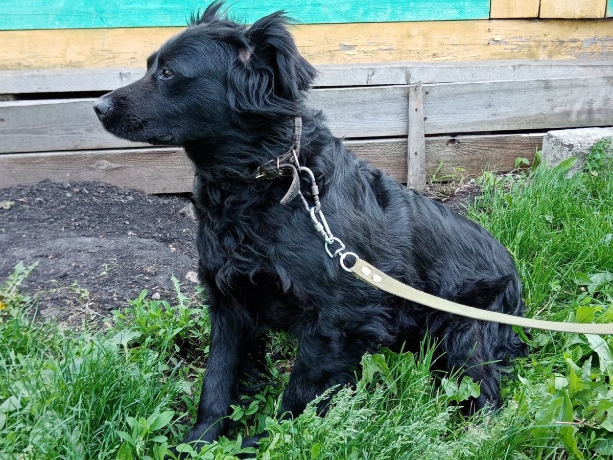 Уши лабрадора