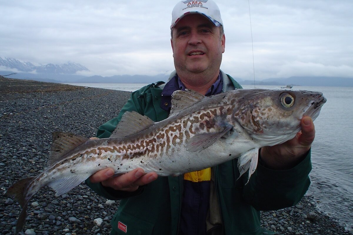 Атлантическая треска (gadus morhua)