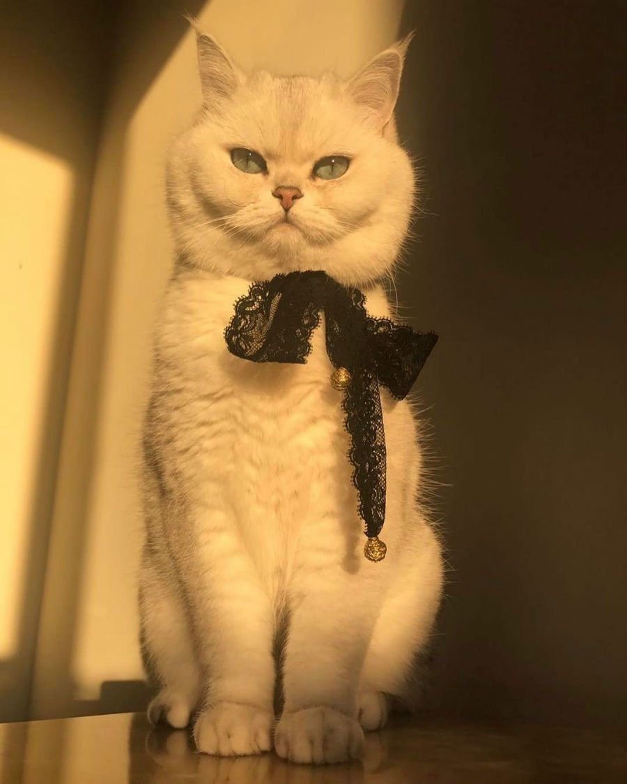 Николай Басков 2023