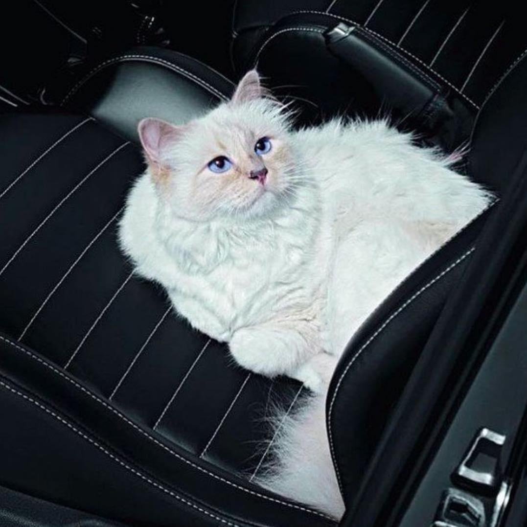 Шупетт Лагерфельд кошка