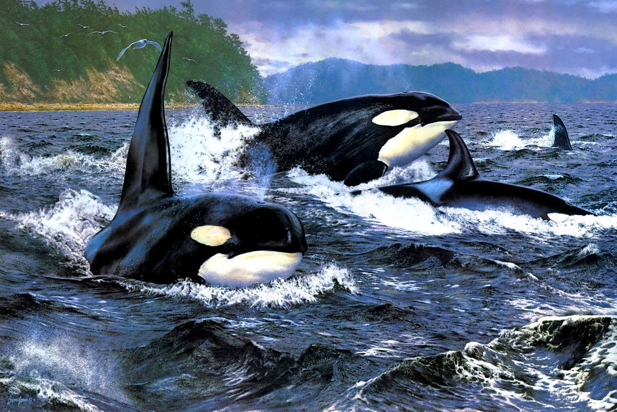 Касатка меланист