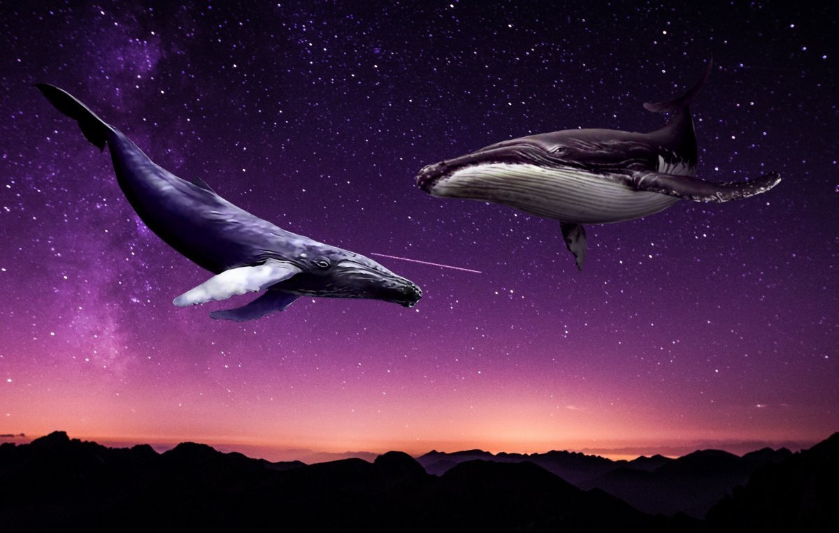 Касатка Северная