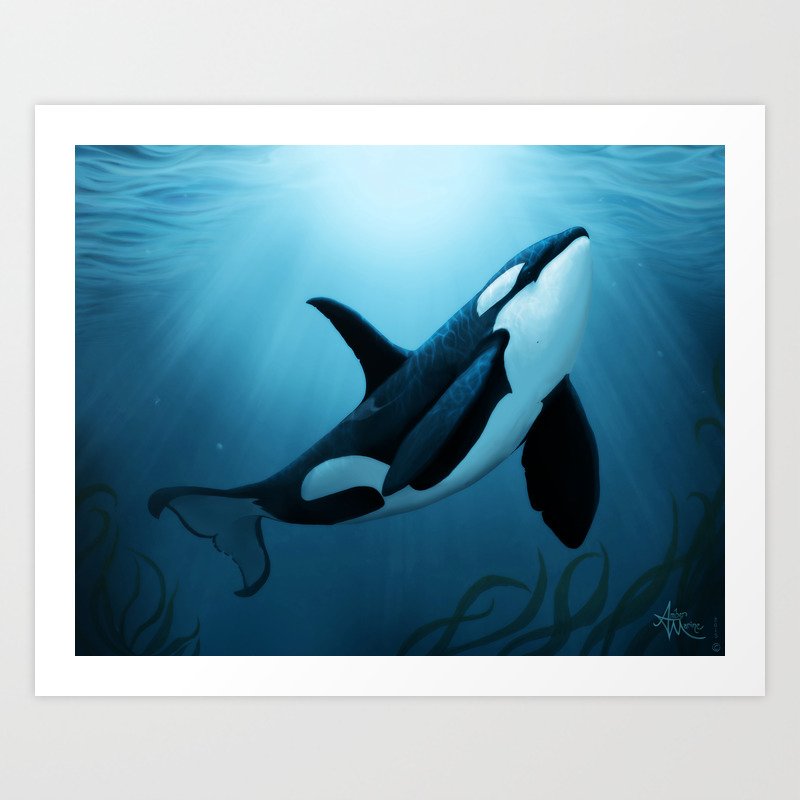 Рождение касатки