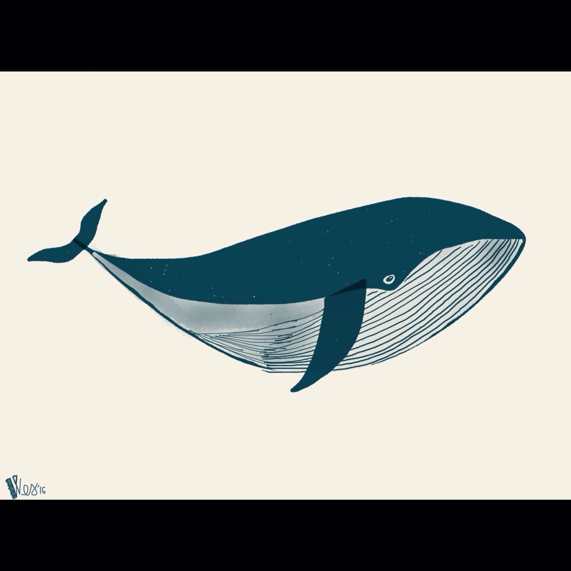 Кит Касатка вес