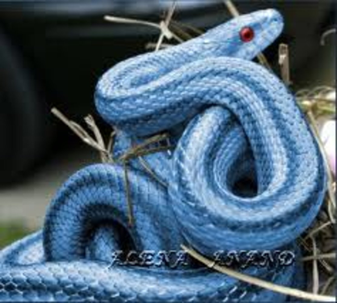Синяя змейка. Голубая куфия. Голубая куфия гадюка. Голубая комодская куфия. Змея Тайпан голубая.