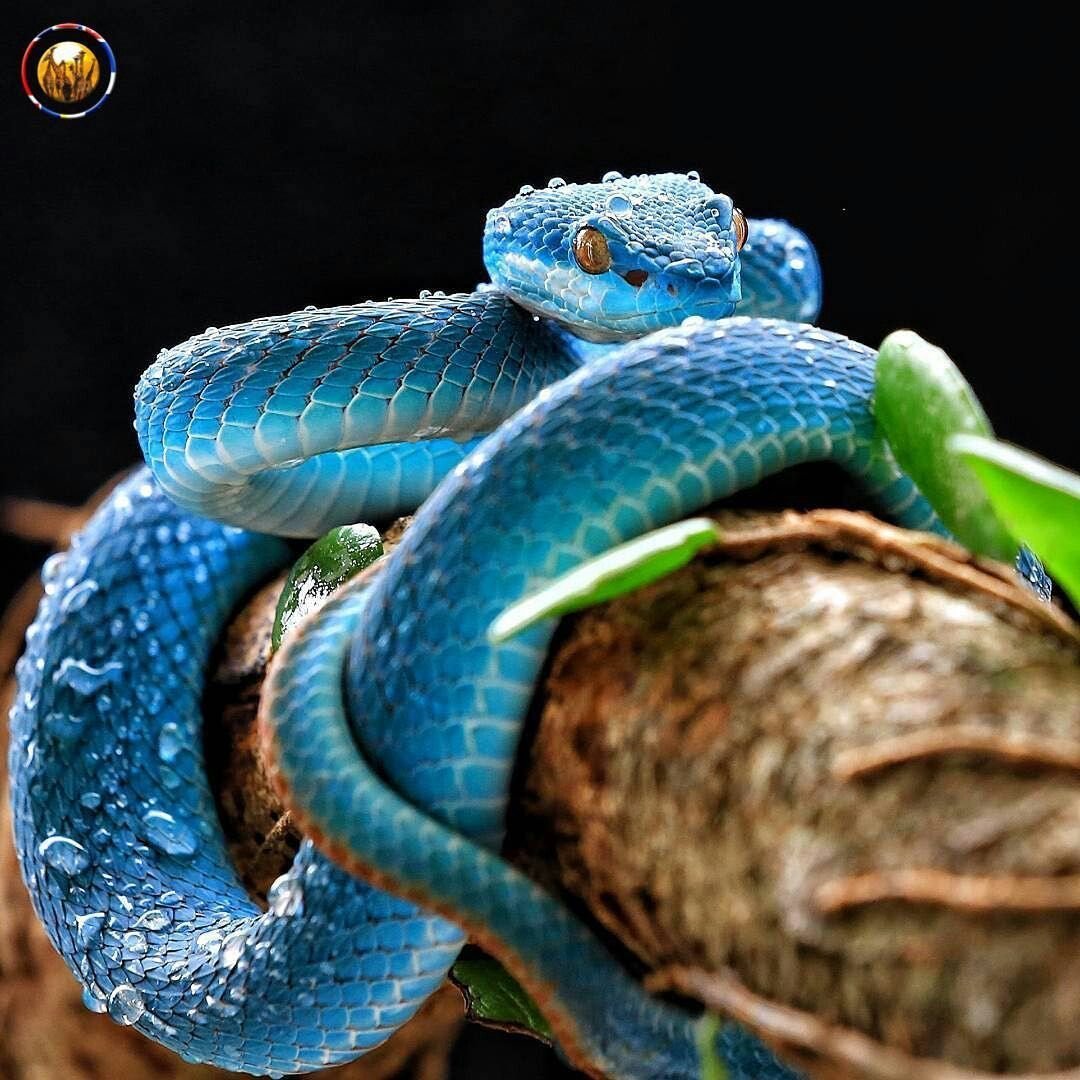 Голубой питон