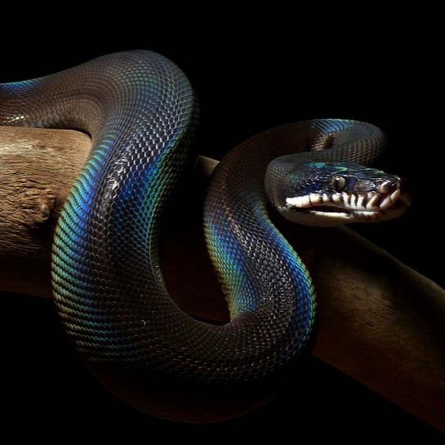 Красный питон змея