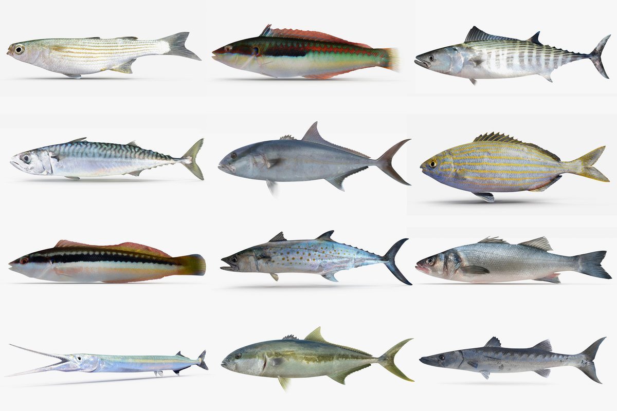 Рыбы Средиземного моря таблица