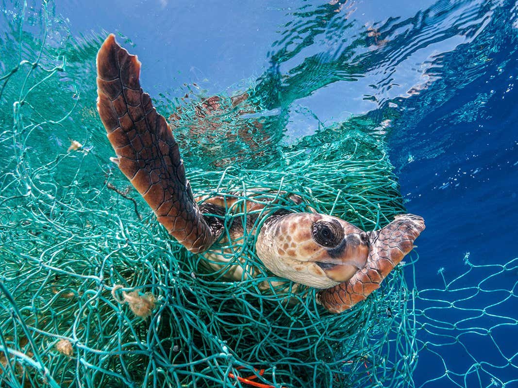 Таблица обитатели красного моря