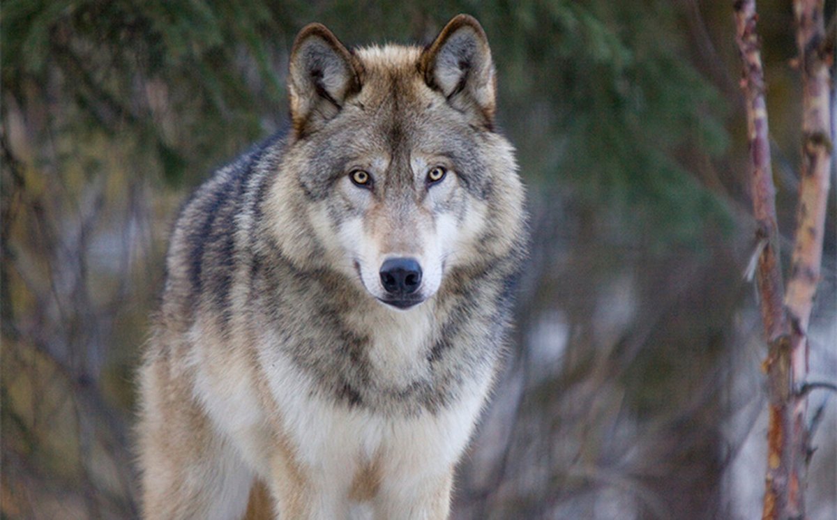 Сибирский волк