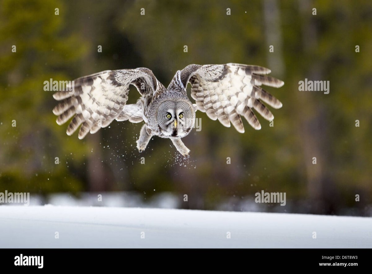 Хрустальная Сова статуэтка