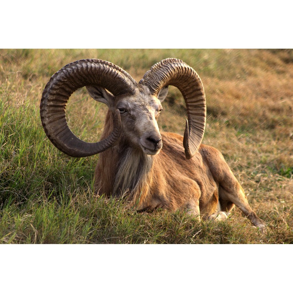 Алтайский горный баран аргали красная книга