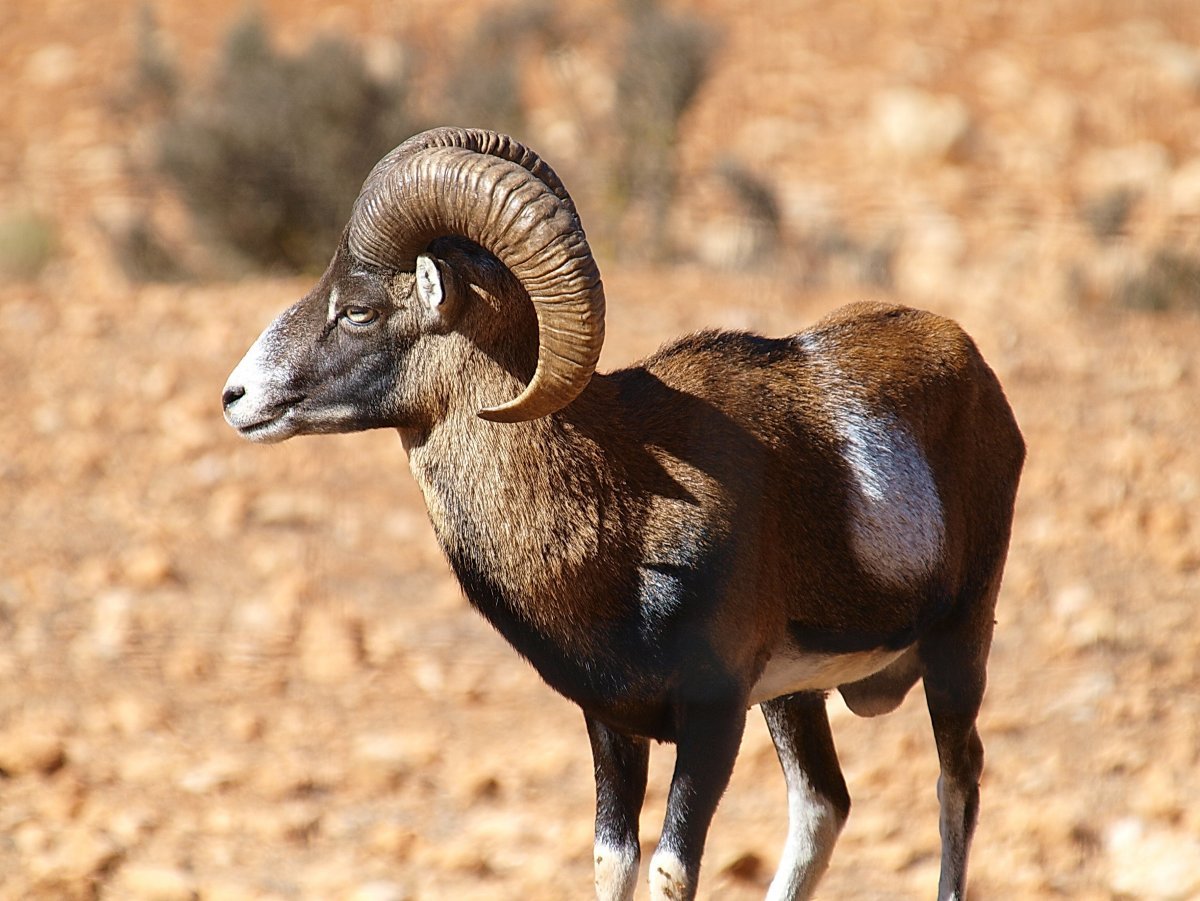 Муфлон Крымский