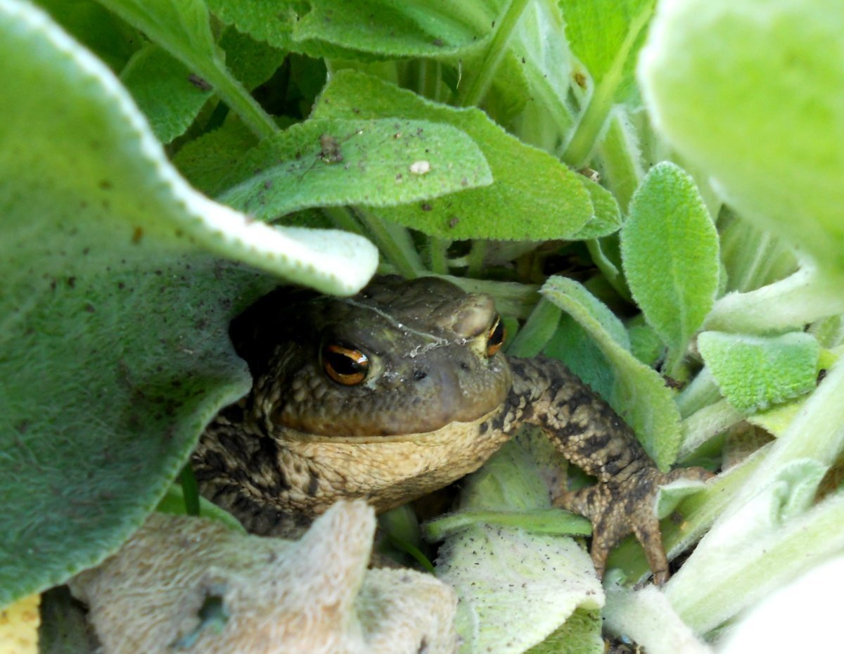 Земляная жаба на огороде - 67 фото