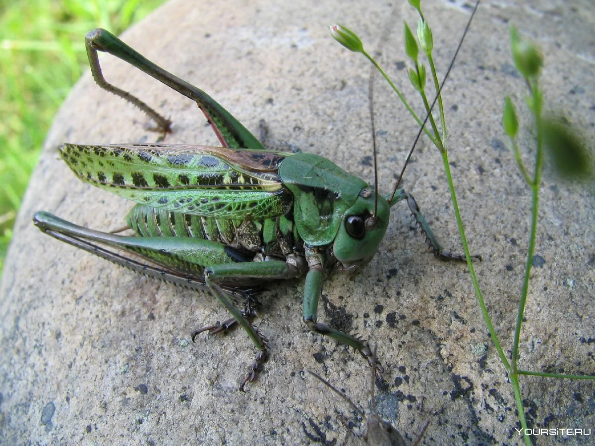 Кузнечик тетигония зеленый