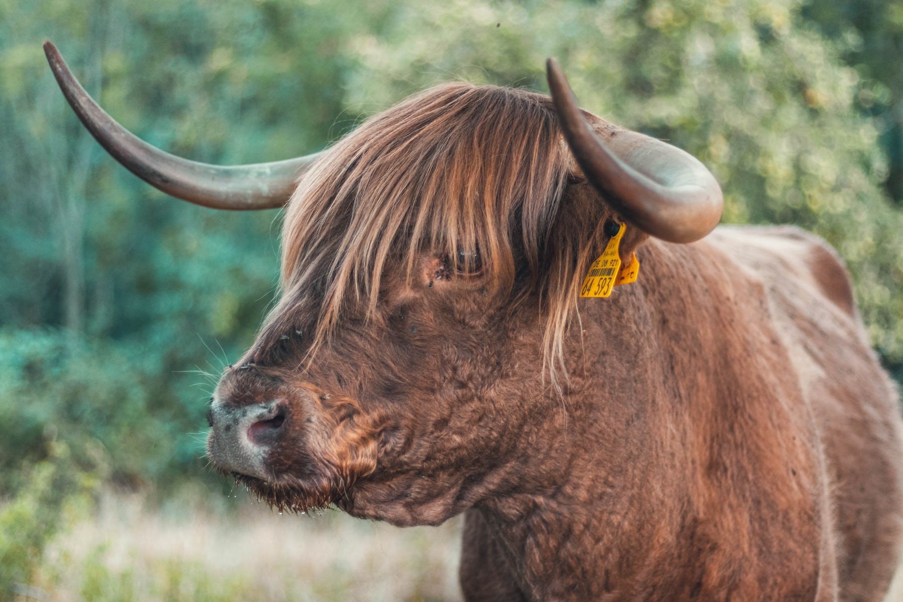 Бычьи рога. Рога коровы. Красивый бык. Корова с челкой. Бык с волосами.