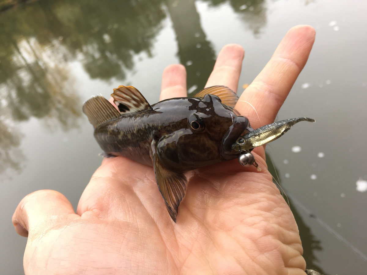 Бычок рыба вектор