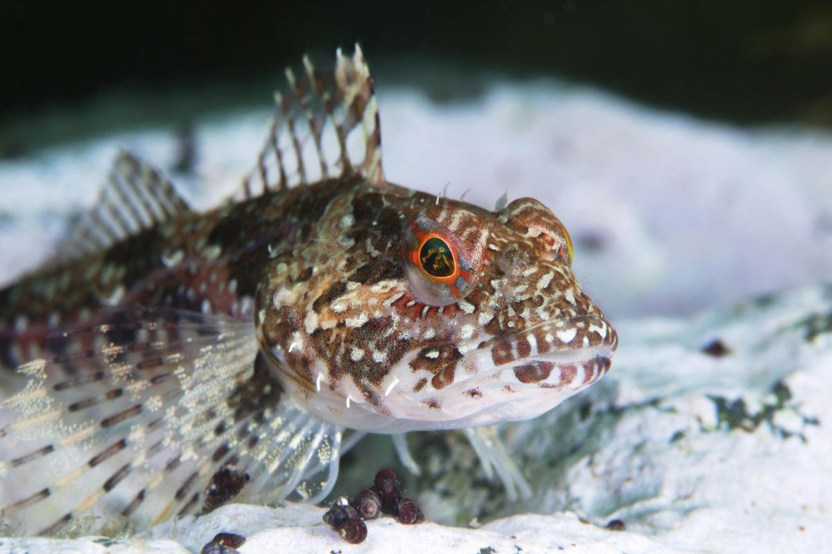 Морской бычок Баренцево море