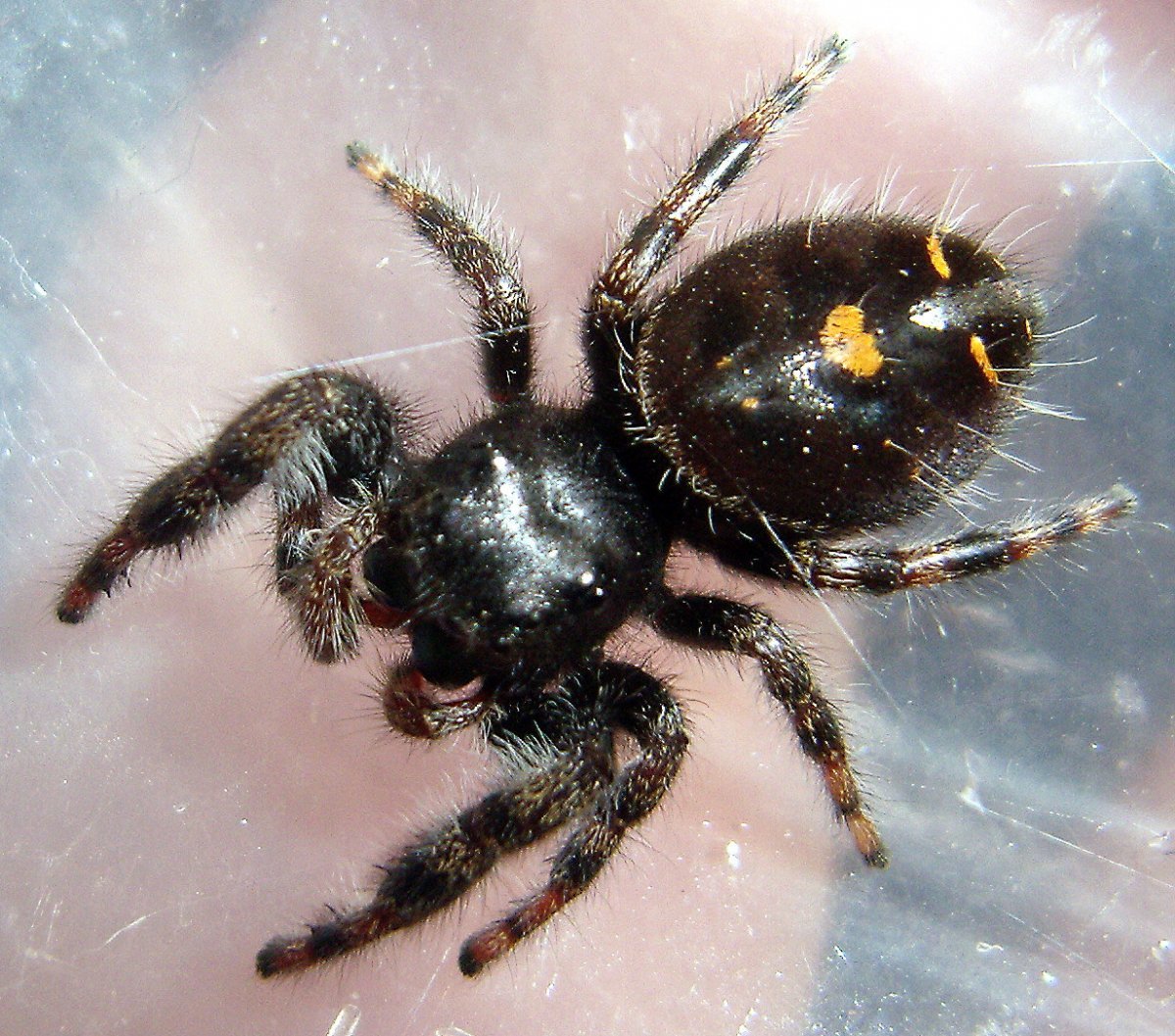 Картинки пауков