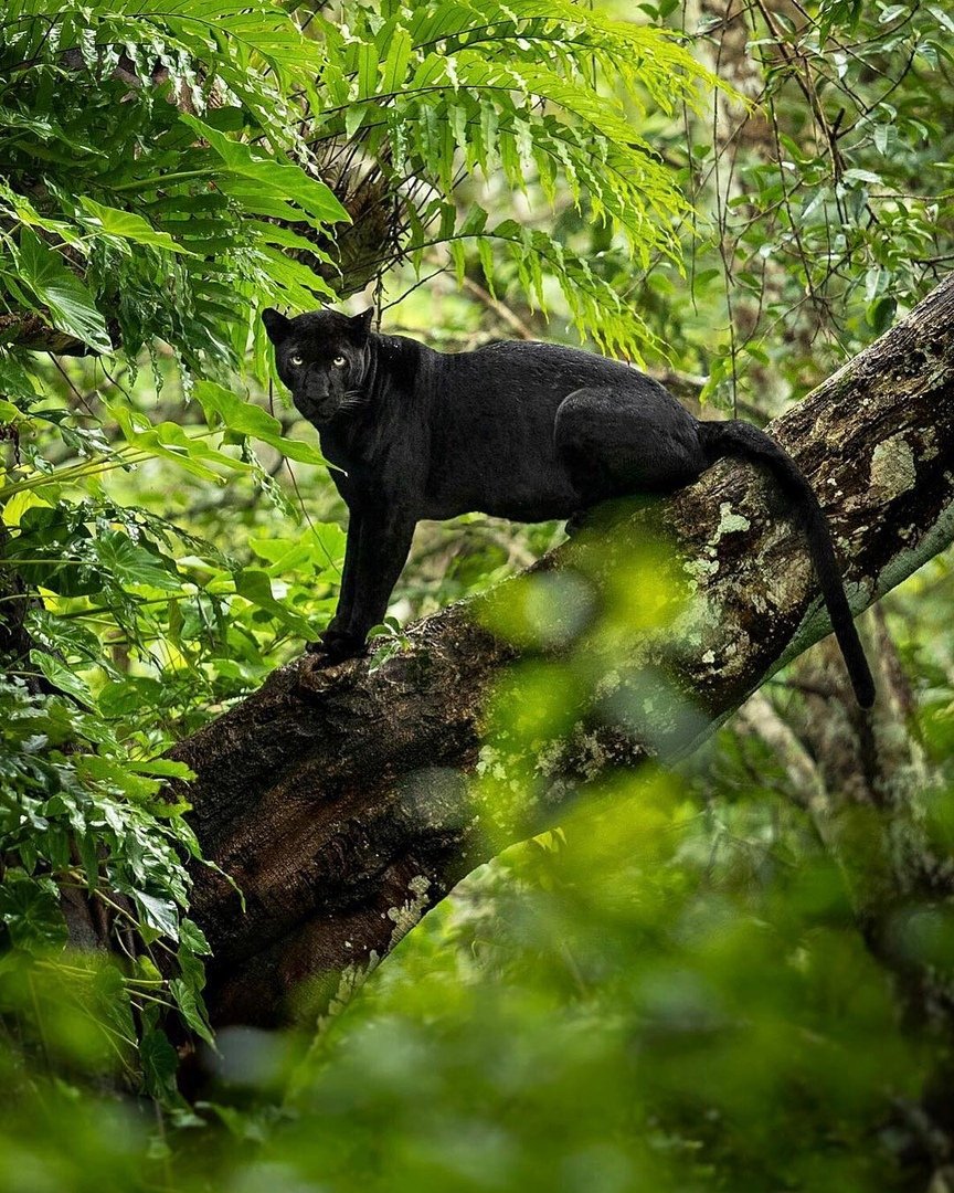 Shaaz Jung черная пантера