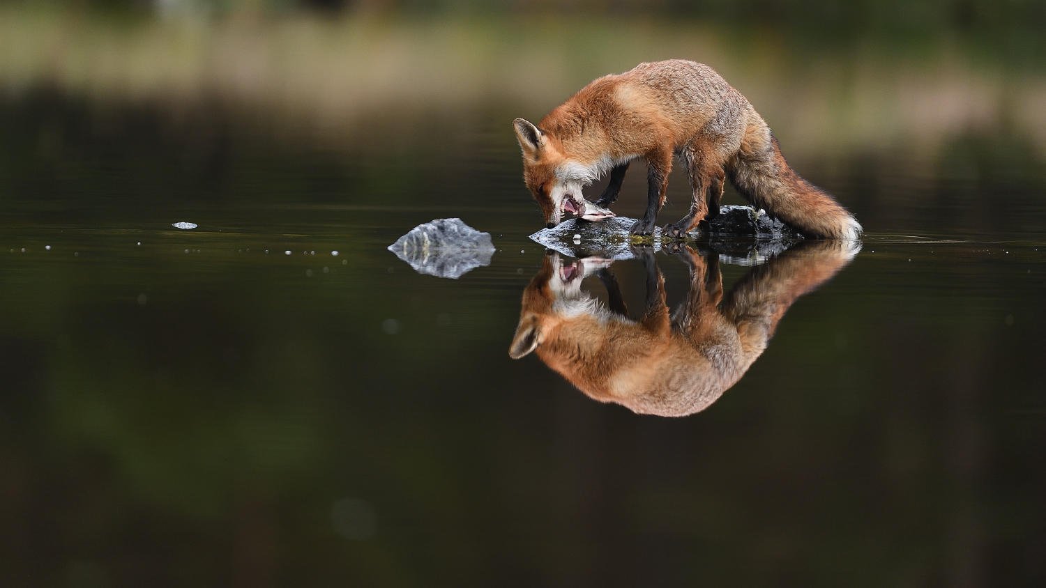 Лиса ловит рыбу