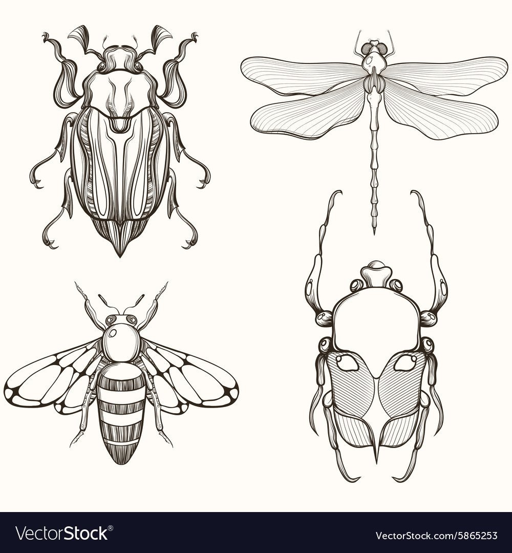 Anoplophora medenbachii