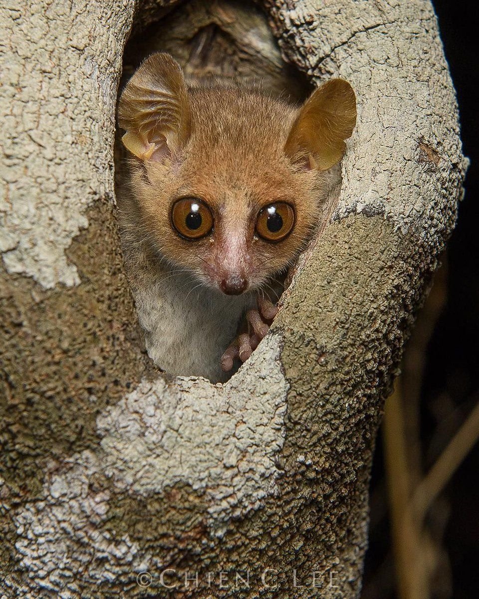 Карликовый мышиный лемур