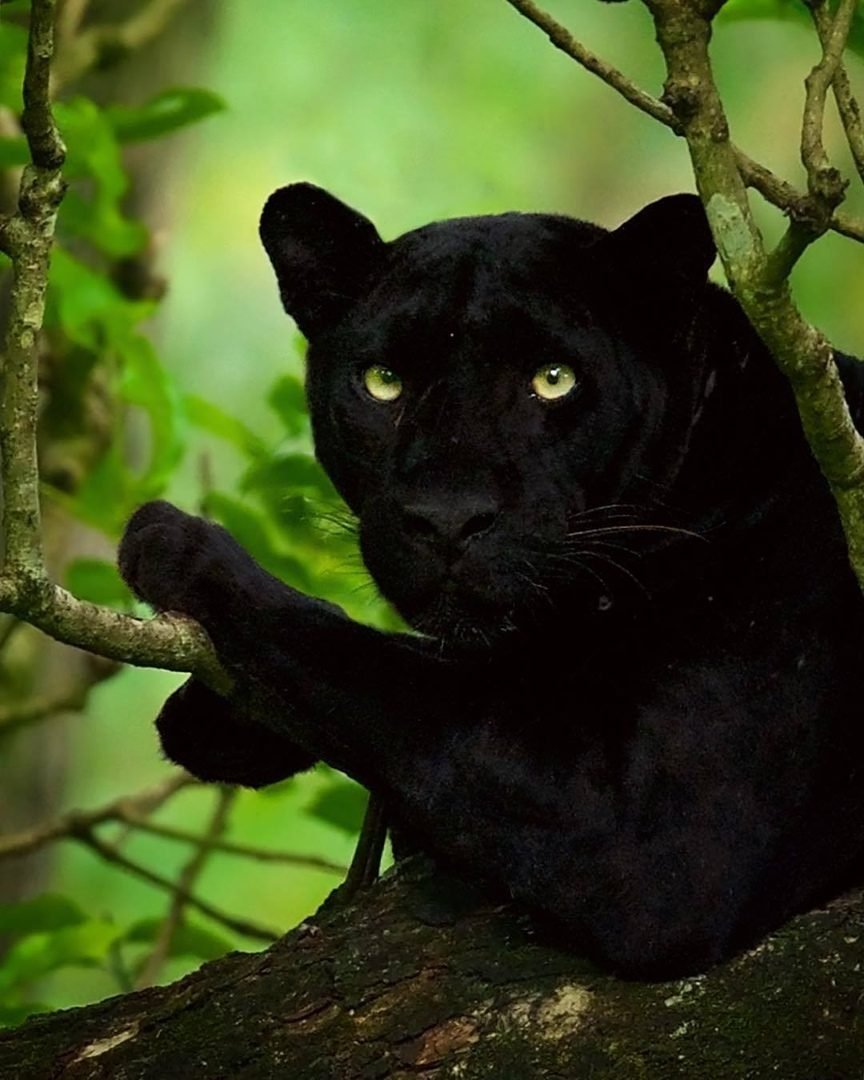 Дымчатый леопард черная пантера