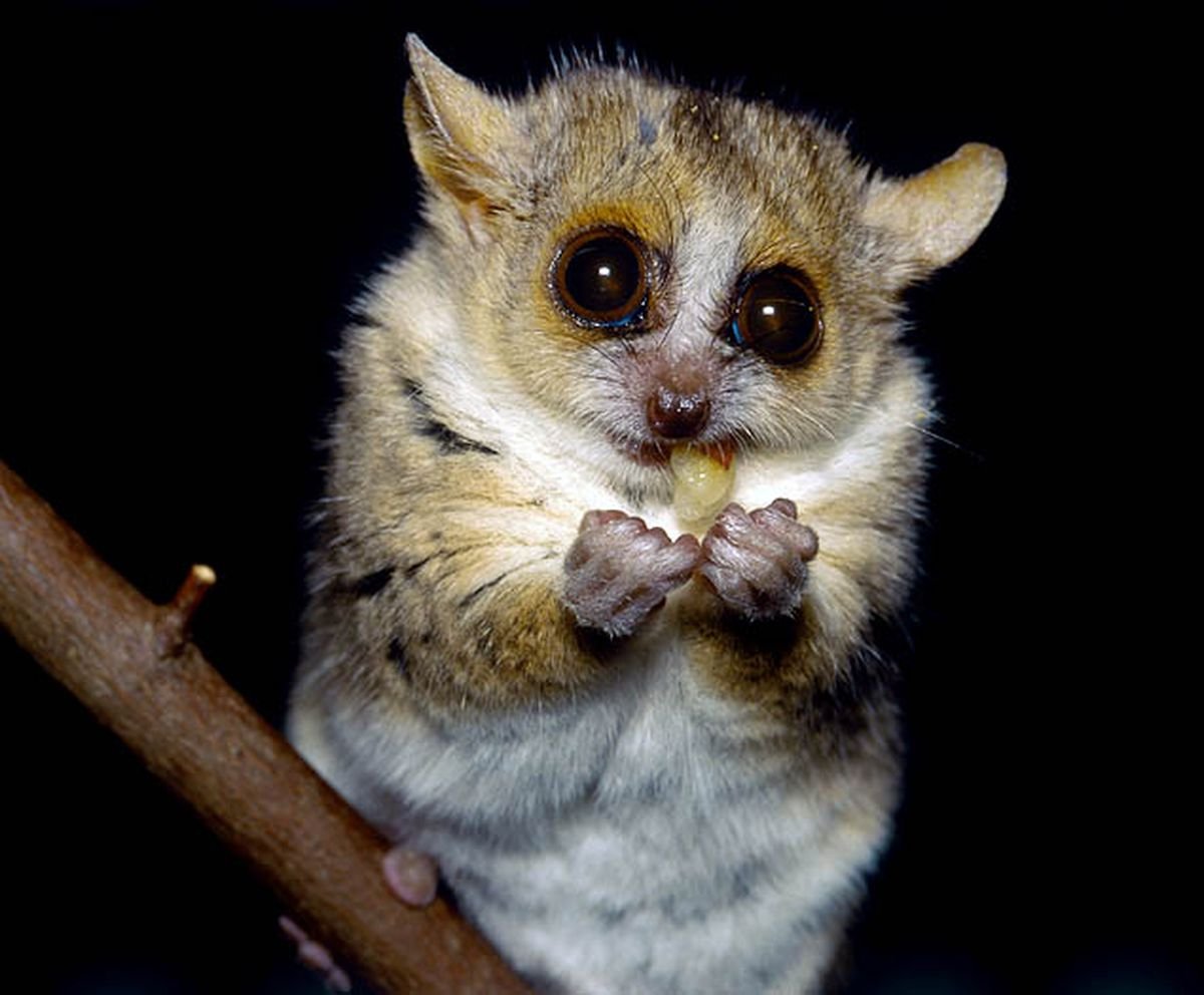 Мадагаскарский мышиный лемур