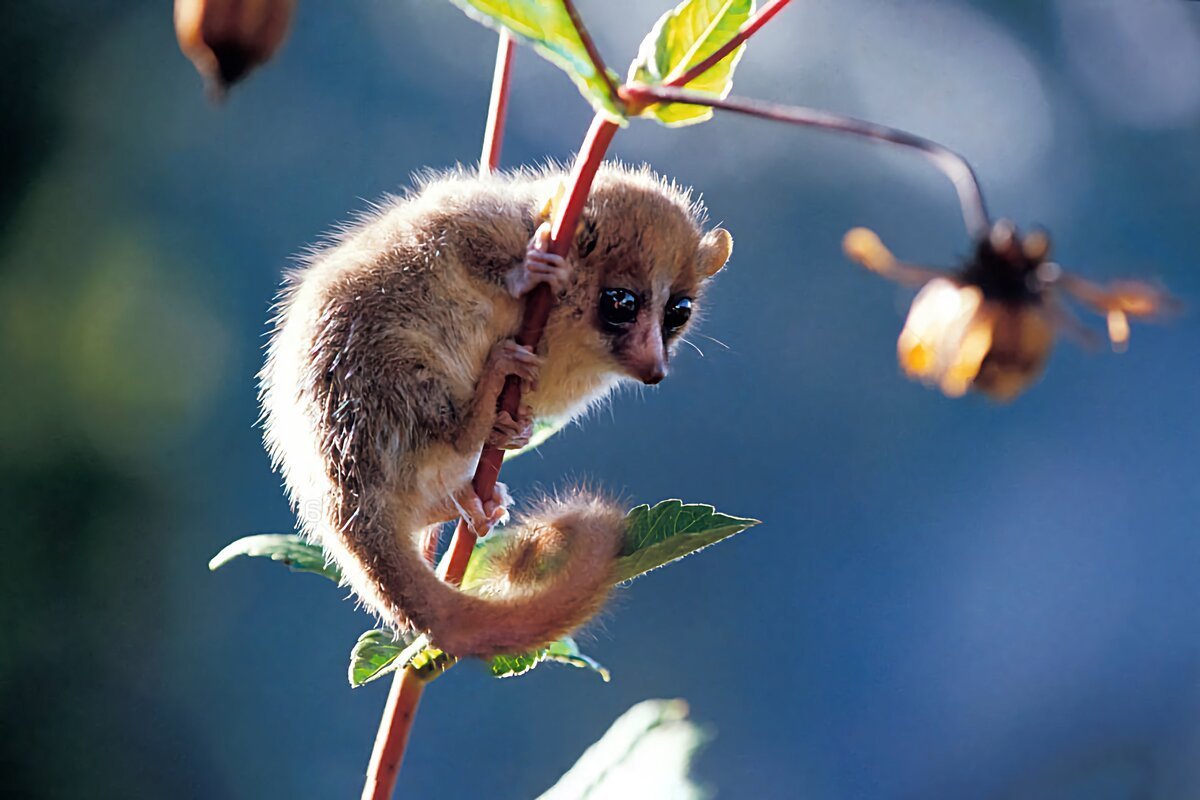 Тонкий Лори