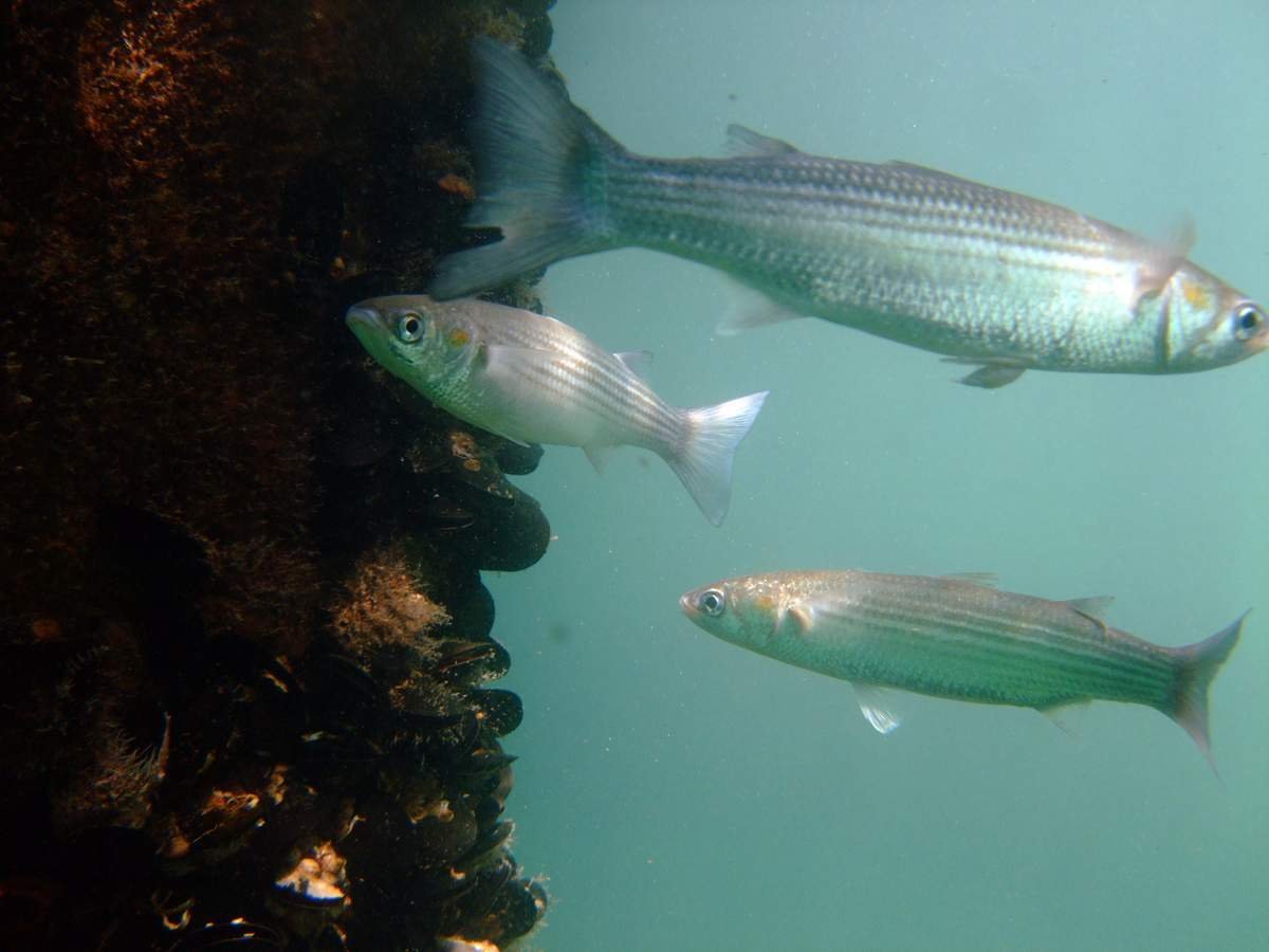 Кефаль сингиль Лобан