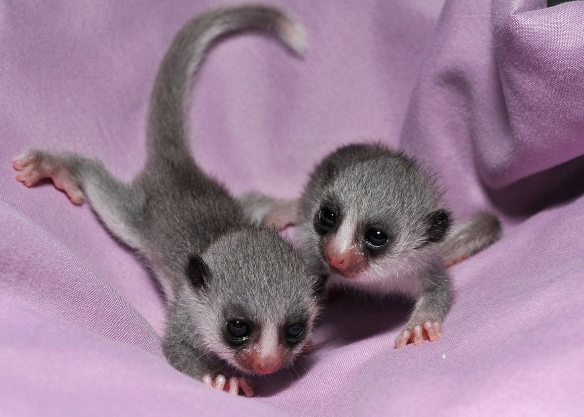 Мадагаскарский карликовый лемур