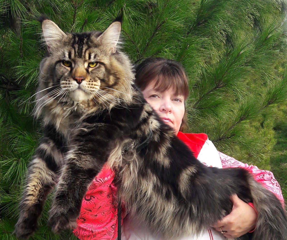 Котята Мейн кун