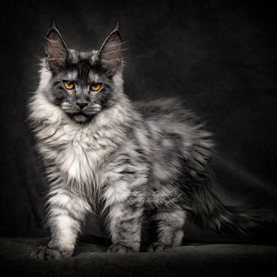 Стерилизация Мейн куна