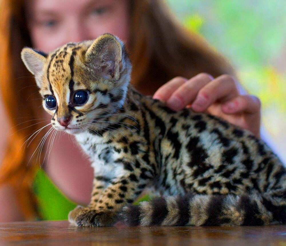 Леопард онцилла