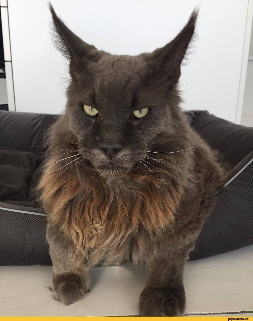 Кошка Мейн кун