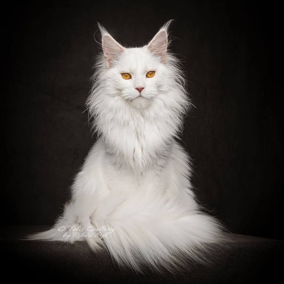 Гигантский кот Мейн кун