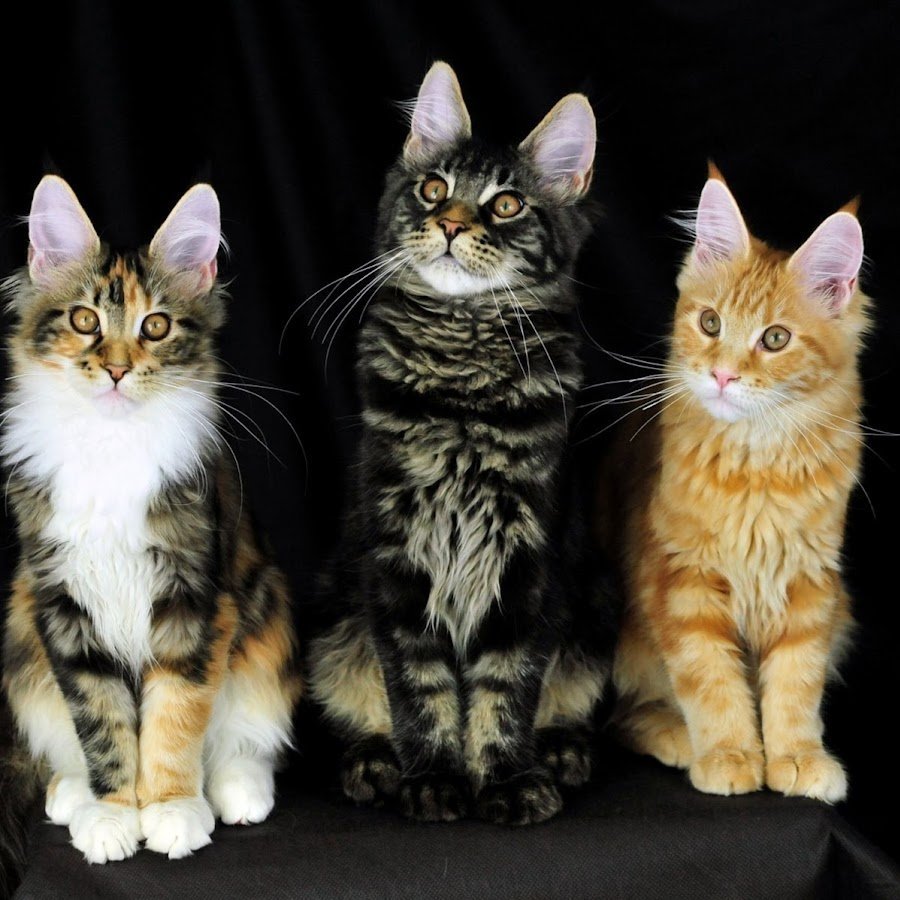 Лирикум Мейн кун