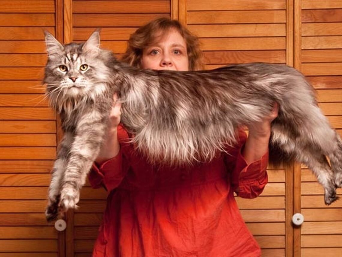 Мейн кун паспорт