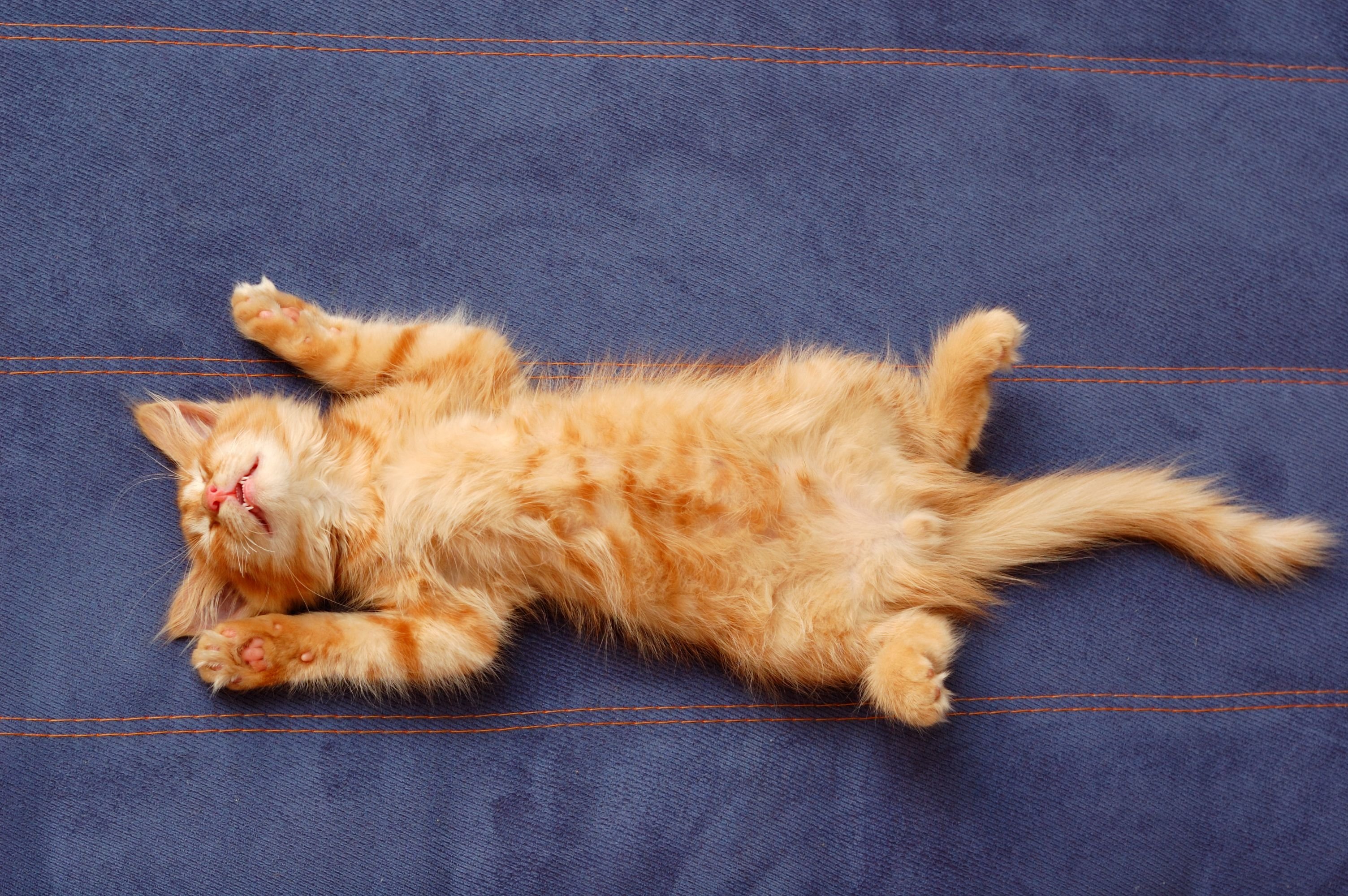 Почему кошки ложатся в ноги. Котенок лежит. Котик лежит на спинке. Кот лежит на спине.