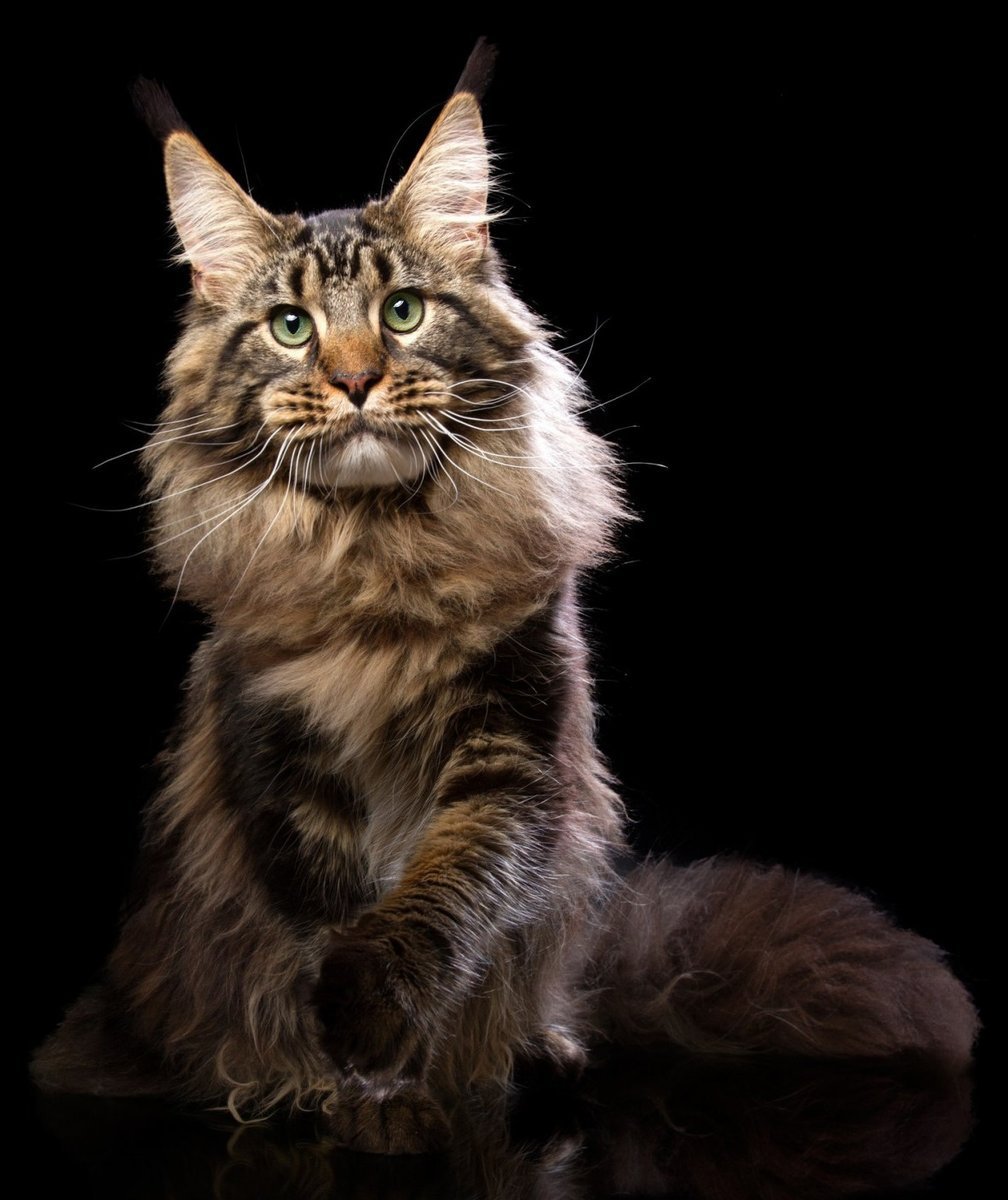 Черно рыжий кот Мейн кун