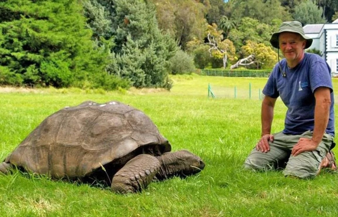 Черепаха Джонатан