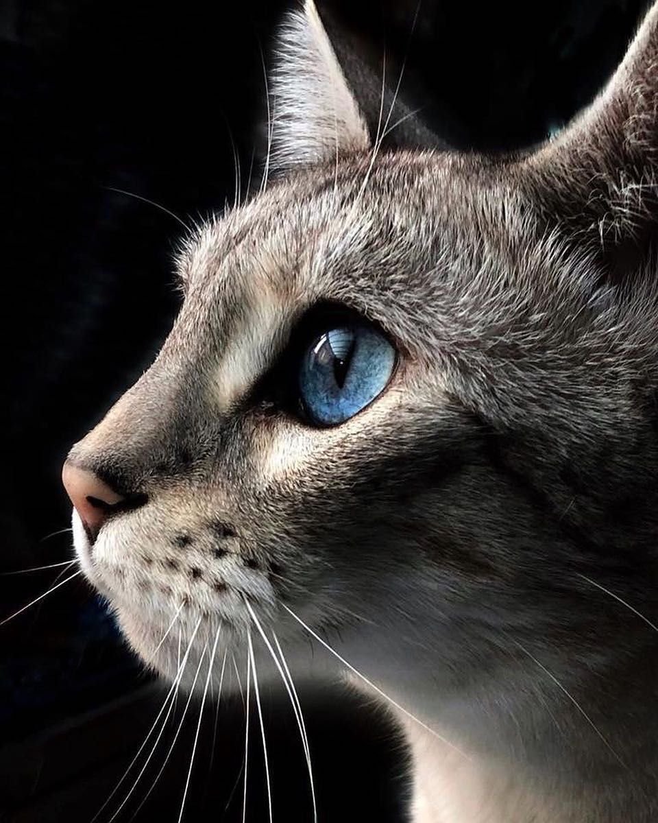 Кот в профиль