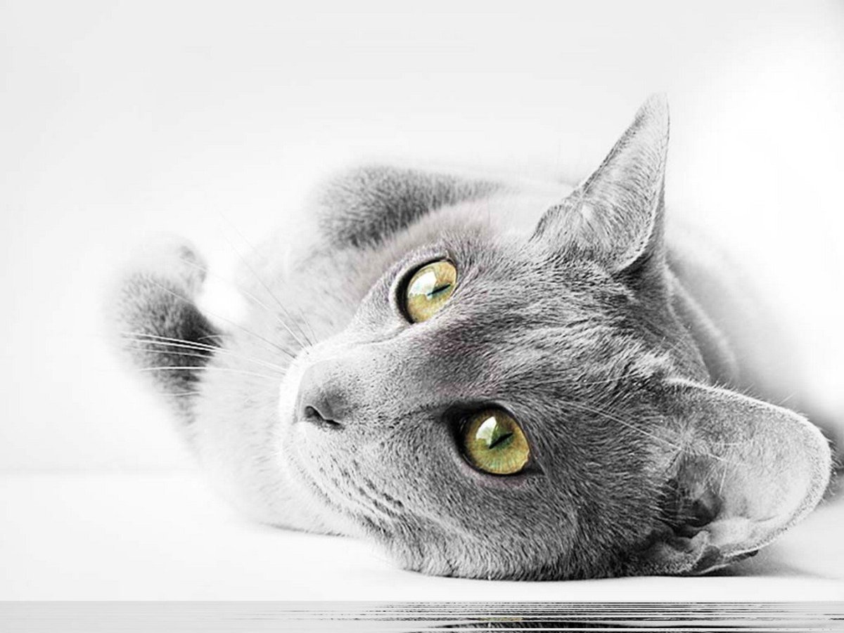 Кошка на сером фоне