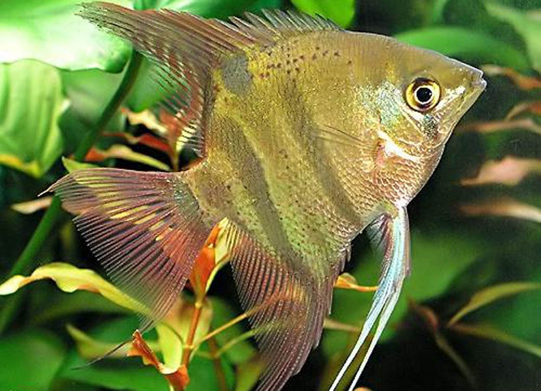 Рыба похожая на скалярию