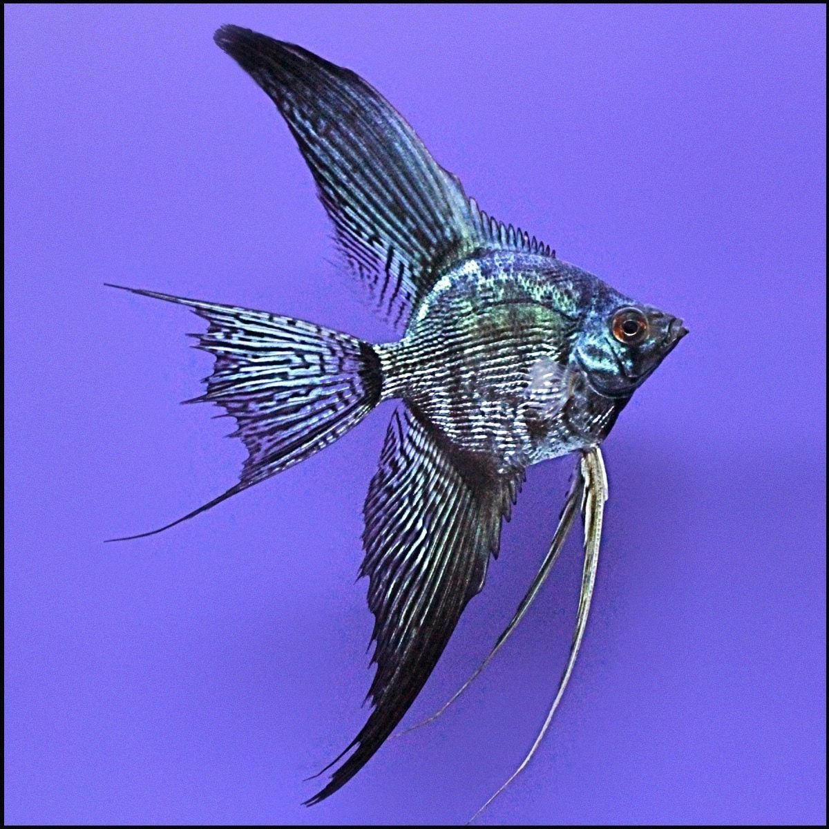 Аквариумные рыбки акварелью