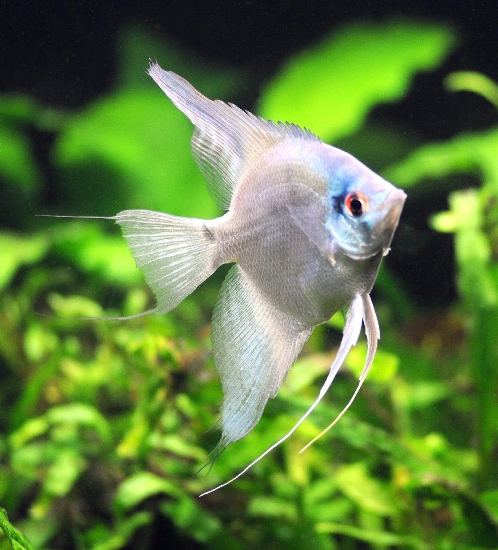 Мексиканская Скалярия