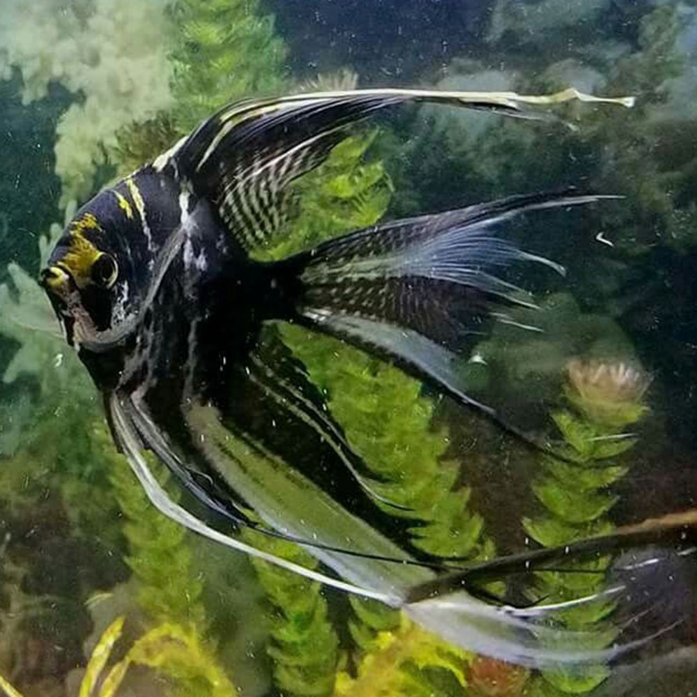 Скалярия мраморная вуалевая