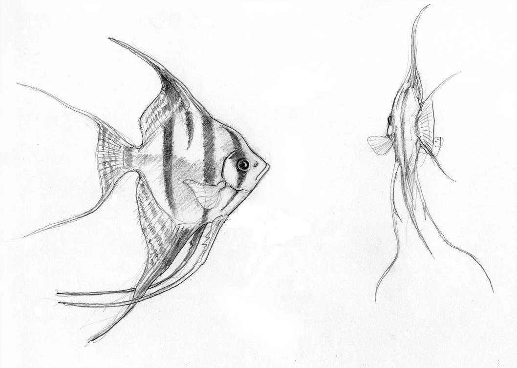 Скалярии аквариумные рыбки